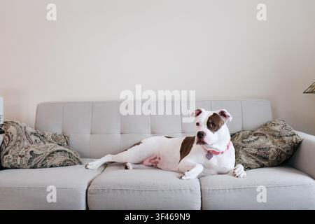 Ein Pitbull-Mischlingshund liegt auf einem Sofa Stockfoto