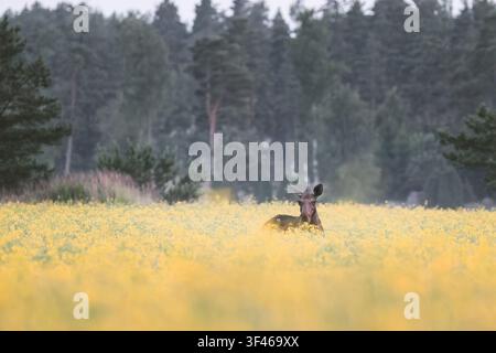 Junger Elch steht in einem Feld mit Rapsblüten Stockfoto