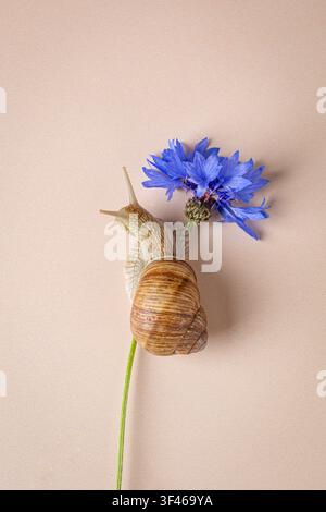 Gartenschnuckel klettert einen hellblauen Kornblumenstiel hinauf Stockfoto