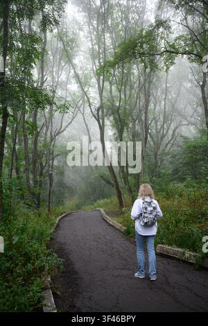 Ein vertikales Foto zeigt eine Frau mit blonden Haaren von hinten, die auf einem gepflasterten Weg steht, der in einen dichten, nebligen Wald führt. Sie trägt ein wei Stockfoto