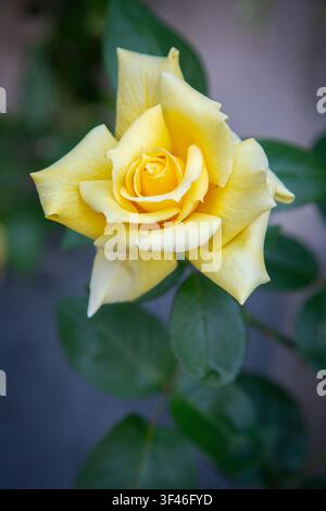 Nahaufnahme einer blassgelben Rosenblüte mit geschichteten Blütenblättern, frischen grünen Blättern, weichem verschwommenem Hintergrund, zarter Garten Schönheit, romantischer Farbe, Ruhe Stockfoto