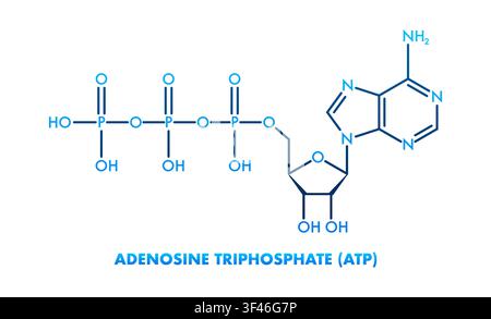 Adenosintriphosphat-ATP-Molekülstruktur, die zelluläre Energie darstellend Stock Vektor