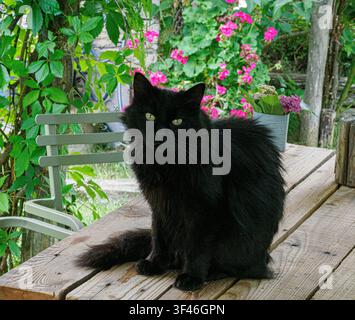 Langhaarige schwarze Katze auf einem Gartentisch in den italienischen Alpen Stockfoto