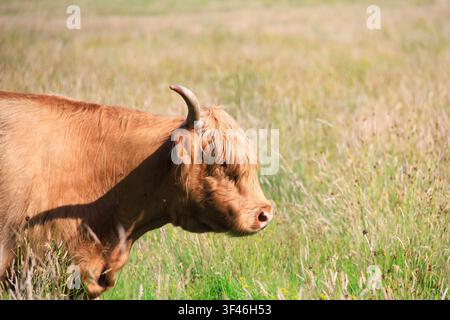 Highland-Kuh, die auf einer Sommermwiese in Schottland grast. Nahaufnahme des Seitenprofils einer Highland-Kuh mit einem einzigen sichtbaren Horn und charakteristisch langem, zotteligem Fell Stockfoto