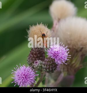 Gewöhnlicher Roter Soldatenkäfer (Rhagonycha fulva) auf blühendem und fruchtendem Wiesen-Kratzdistel (Cirsium arvense), Barton upon Humber, North Lincolnshire, UK Stockfoto