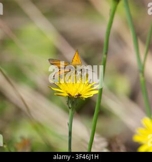 Essex Skipper (Thymelicus lineola) füttert an einer gelben Glatthaferblume (Crepis capillaris). Quadratisches Format, Nahaufnahme Stockfoto