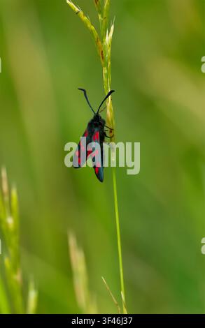 Sechsfleckiger Feuerfalter (Zygaena filipendulae) ruht auf einem Grashalm in einer sommerlichen Wiese in Lincolnshire. UK Stockfoto