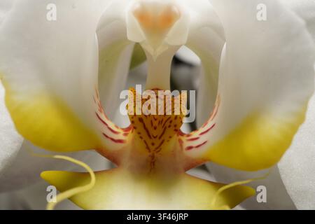 Eine atemberaubende Makroaufnahme, die die zarte Struktur einer weißen Orchideenblüte einfängt. Diese detaillierte Aufnahme betont die lebhaften gelben Ränder und intri Stockfoto