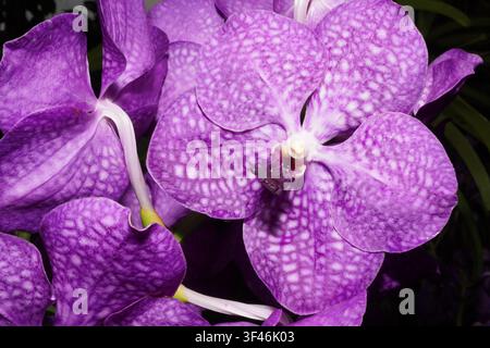 Ein atemberaubendes Makrofoto, das die zarte Schönheit lebendiger violetter Orchideen einfängt. Die kunstvollen Muster und die reiche samtige Textur werden hervorgehoben vor dem Stockfoto