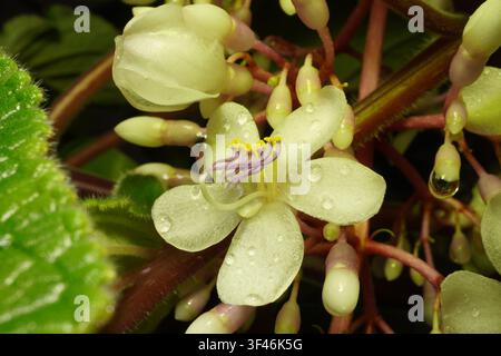 Eine detaillierte Makrofotografie, die zarte weiße Blüten in voller Blüte einfängt. Das Bild betont komplexe Blütenstrukturen, lebendiges grünes Laub Stockfoto