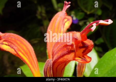 Eine Nahaufnahme von auffälligen orangefarbenen röhrenblüten vor üppigem grünem Laub. Diese lebendigen tropischen Blüten ziehen mit ihrer satten Farbe die Aufmerksamkeit auf sich Stockfoto