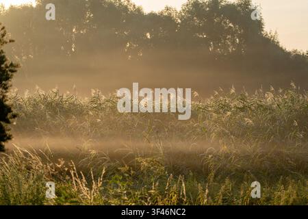 Ein von hinten beleuchtetes Schilffeld leuchtet warm im goldenen Morgennebel unter einer Reihe hoher Bäume. Leichter Dunst zieht über die Wiese, während das Licht des Sonnenaufgangs durchdringt Stockfoto