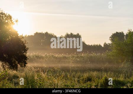Goldenes Sonnenlicht dringt durch eine neblige Schilfwiese, die mit silhouettierten Bäumen gesäumt ist. Hohes Gras leuchtet sanft im Vordergrund, während Morgendunst schwebt Stockfoto