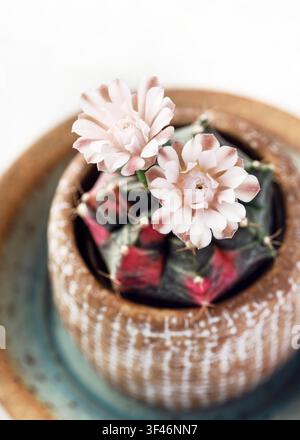 Oberansicht eines blühenden variegierten Kaktus (Gymnocalycium mihanovichii) mit zwei zarten rosa Blüten in voller Blüte. Seltene exotische Sukkulente Stockfoto