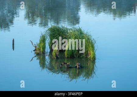 Eine kleine Insel mit hohen grünen Schilfen erhebt sich aus einem ruhigen See, ihre Spiegelung spiegelt sich perfekt auf dem stillen Wasser wider. Verwitterte Äste ragen durch die S Stockfoto