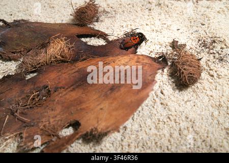 Roter Palmenrüsselkäfer auf Kokosfasern und Rinde, umgeben von Sägemehl mit flacher Schärfentiefe. Stockfoto