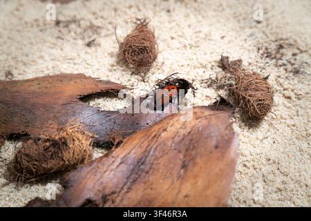 Roter Palmenrüsselkäfer auf Kokosfasern und Rinde, umgeben von Sägemehl mit flacher Schärfentiefe. Stockfoto