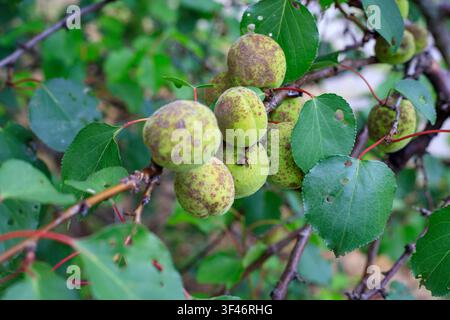 Grüne unreife Aprikosen mit Pilzflecken hängen an einem Ast zwischen Blättern im Garten Stockfoto