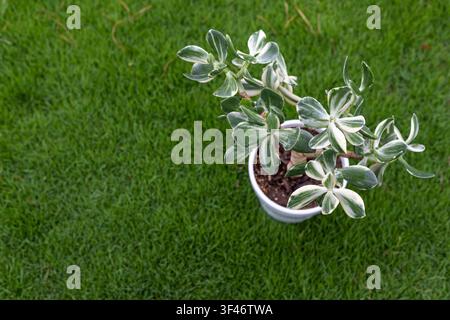 Bunte Crassula Ovata Sukkulente auf grüner Rasen-Hintergrund Stockfoto
