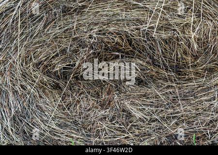 Heuballen zeigt trockene Strohtextur auf einem ländlichen Bauernfeld Stockfoto