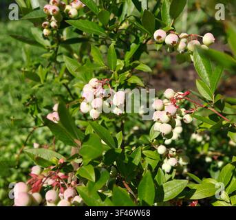 Unreife rosa Hochbusche Blaubeere Bio-Landwirtschafts-Trend. Unreife grüne Beeren reifen an Ästen im üppigen Sommergarten-Hintergrund selektive Fokussierung Stockfoto