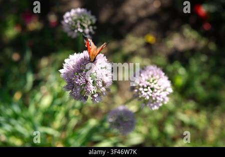 Schmetterling auf blühenden Allium-Blumen im Cottagecore-Trend. Lebendiges Insekt sitzt auf runden rosa Knoblauchblüten in einem üppigen Sommergarten mit selektiver Schärfentiefe Stockfoto