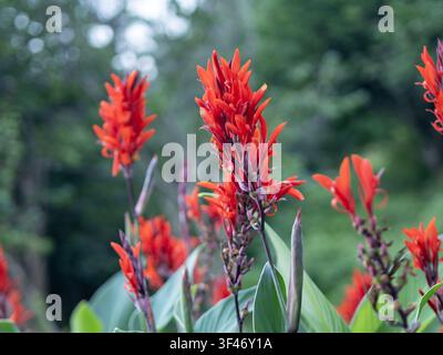 Nahaufnahme von leuchtend roten Canna-Lilien in voller Blüte mit üppigen grünen Blättern und einem weich verschwommenen Hintergrund aus Laub Stockfoto