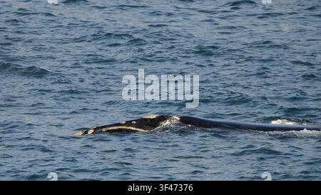 Southern Right Whale Stockfoto