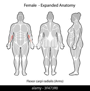 Diagramm der weiblichen Anatomie, das den Musculus flexor carpi radialis in Vorder-, Rück- und Seitenansicht hervorgehoben zeigt Stockfoto