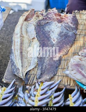Rohe Aalquappen in Körben und abgeflachte sonnengetrocknete Exemplare auf Bambusmatten auf einem traditionellen koreanischen Markt, der lokale Meeresfrüchtekonservierung präsentiert. Stockfoto
