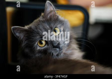 Nahaufnahme einer flauschigen grauen Katze mit hellgelben Augen, die die Kamera mit überraschtem Ausdruck ansieht. Niedliches Porträt eines Hauskatzenhaustiers, lustiges Tier Stockfoto