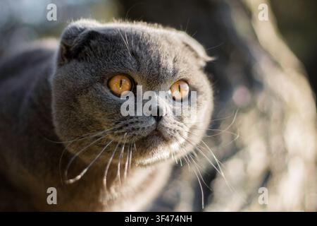 Nahaufnahmeporträt einer Scottish-Fold-Katze mit hellen orangefarbenen Augen bei natürlichem Tageslicht im Freien. Haustier schaut in die Kamera, flauschiges Tiergesicht Stockfoto