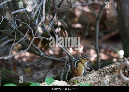 Östliches Streifenhörnchen, das auf einem gefallenen Baumstamm im Wald sitzt Stockfoto