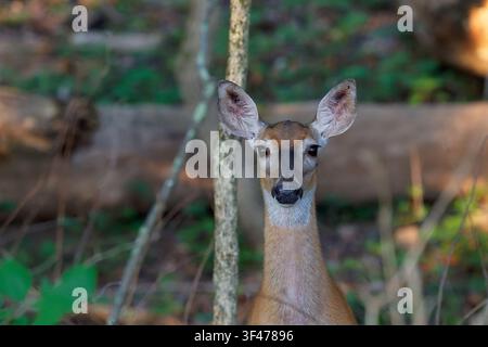 Weißwedel-Hirschdame späht durch den Wald Stockfoto