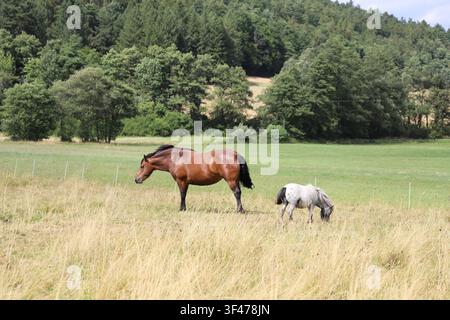 Erwachener Pferd und kleines Pony grasen gemeinsam auf einer grünen Wiese, umgeben von Bäumen, an einem sonnigen Sommertag. Friedliche ländliche Landschaft. Stockfoto