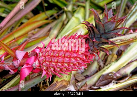 Detaillierte Nahaufnahme, die eine seltene rote Ananas (Ananas bracteatus) zeigt, die an ihrem Stiel in einer natürlichen Außenumgebung wächst. Umgeben von dichtem Grün Stockfoto