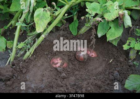 Frische Rote Bete wächst in fruchtbarem Boden in einem heimischen Gemüsegarten im Sommer. Stockfoto