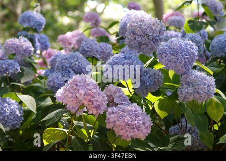 Fliederblaue und blaue Mophead-Hortensie macrophylla Endless Summer-Serie, ‚Bailmer‘ in Blüte. .. Stockfoto
