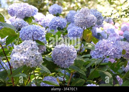 Fliederblaue und blaue Mophead-Hortensie macrophylla Endless Summer-Serie, ‚Bailmer‘ in Blüte. .. Stockfoto