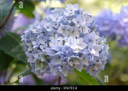 Fliederblaue und blaue Mophead-Hortensie macrophylla Endless Summer-Serie, ‚Bailmer‘ in Blüte. .. Stockfoto