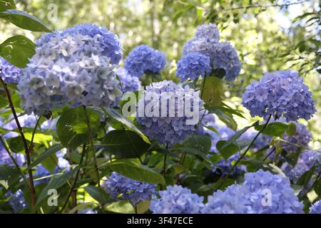 Fliederblaue und blaue Mophead-Hortensie macrophylla Endless Summer-Serie, ‚Bailmer‘ in Blüte. .. Stockfoto