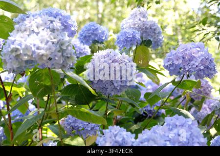 Fliederblaue und blaue Mophead-Hortensie macrophylla Endless Summer-Serie, ‚Bailmer‘ in Blüte. .. Stockfoto
