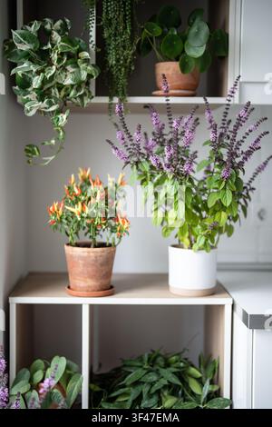 Heimische blühende aromatische Kräuter und Topfpflanzen, die in Töpfen auf der Küchenschrank wachsen. Stockfoto