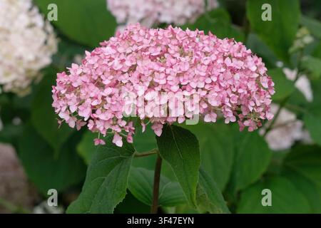 Pink Hydrangea arborescens, Mophead-Hortensie, ‘Sweet Annabelle’ in Blüte. Stockfoto