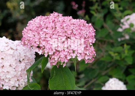 Pink Hydrangea arborescens, Mophead-Hortensie, ‘Sweet Annabelle’ in Blüte. Stockfoto