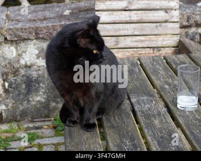 Schwarze Katze sitzt vor dem berühmten Jamaica Inn in Cornwall. Meins ist ein Gin Tonic... die Katze ist losgesprintet, nachdem ich den Auslöser gedrückt hatte, und dabei das Getränk verschüttet. Verschwenderisch! Das 1750 erbaute Jamaica Inn ist ein ikonisches Kutschgasthaus aus dem 18. Jahrhundert, das auf dem düsteren Bodmin Moor liegt. Heute ist es eine Touristenattraktion und war im 18. Jahrhundert berühmt dafür, ein Zentrum für den Schmuggel von Schmuggelwaren wie Tee, Tabak und Brandy zu sein. Daher wurde es zum Gegenstand des berühmten gotischen Romans von Daphne du Maurier, nachdem sie hier 1930 in einem Schneesturm verloren gegangen war. Alfred Hiscock verfilmte dieses Buch von 1936 anschließend i Stockfoto