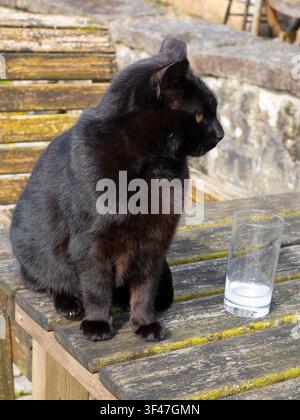 Schwarze Katze sitzt vor dem berühmten Jamaica Inn in Cornwall. Meins ist ein Gin Tonic... die Katze sprintete los, nachdem ich den Auslöser betätigt hatte, und verschüttete dabei das Getränk. Verschwenderisch! Das 1750 erbaute Jamaica Inn ist ein ikonisches Kutschgasthaus aus dem 18. Jahrhundert, das auf dem trostlosen Bodmin Moor liegt. Heute eine Touristenattraktion, ist es berühmt dafür, im 18. Jahrhundert ein Zentrum für den Schmuggel von Schmuggelware wie Tee, Tabak, Brandy gewesen zu sein. Als solches wurde es zum Gegenstand des berühmten gotischen Romans von Daphne du Maurier, nachdem sie 1930 hier in einem Schneesturm verloren gegangen war. Alfred Hiscock verfilmte dieses Buch von 1936 anschließend i Stockfoto