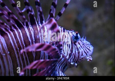 Detaillierte Makroaufnahme im Profil eines Roten Löwenfischs (Pterois volitans), die komplexe Streifenmuster, Augen und giftige Rückendornen zeigt. Professionelle Unterwasser-Meerfotografie, die exotische Texturen tropischer Fische in einer Meeres- oder Aquarienumgebung präsentiert. Stockfoto