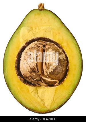 halber Avocado mit keimendem Kern auf weißem Hintergrund isoliert, grünes Fruchtfleisch und rissiger brauner Kern mit Wurzelwachstum, von oben in Nahaufnahme aufgenommen Stockfoto