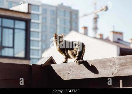 Tabby-Katze ruht auf einem Holzzaun in einer städtischen Umgebung. Domestizierte Katze entspannt sich im Freien, Begegnung mit der Wildtierwelt der Stadtstraße, Hinterhof-Haustier-Lebensstil Stockfoto
